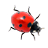 Ladybug on desktop